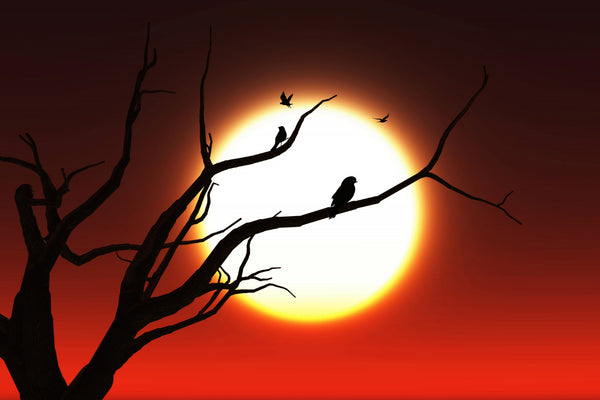 Birds Silhouette Painting for Beginners